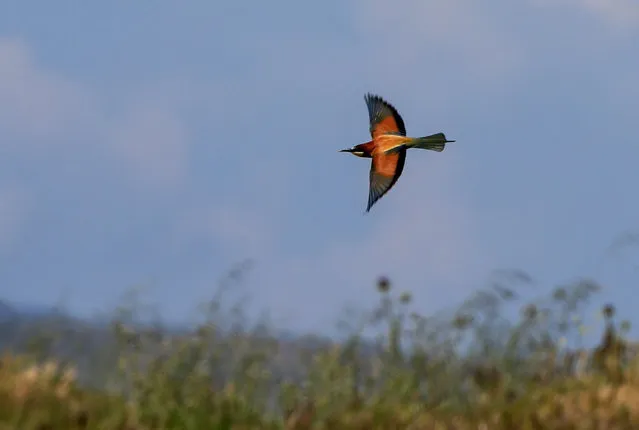 A bee- eater flying over the Gediz delta of Izmir, Turkey on May 03, 2019. (Photo by Mahmut Serdar Alakus/Anadolu Agency/Getty Images)