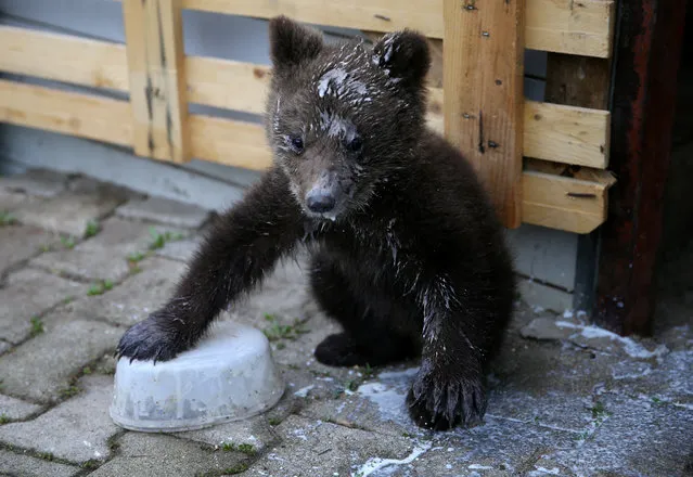 Orphaned baby bear named “Aida”, covered with milk, is seen during its lunch in Gunjani village near Sarajevo, Bosnia and Herzegovina on May 16, 2019. (Photo by Dado Ruvic/Reuters)
