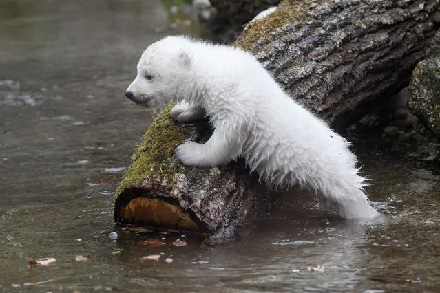 One of the 14 week-old twin polar bear babies is pictured during the first presentation to the media in Hellabrunn zoo on March 19, 2014 in Munich, Germany. (Photo by Alexandra Beier/Getty Images)