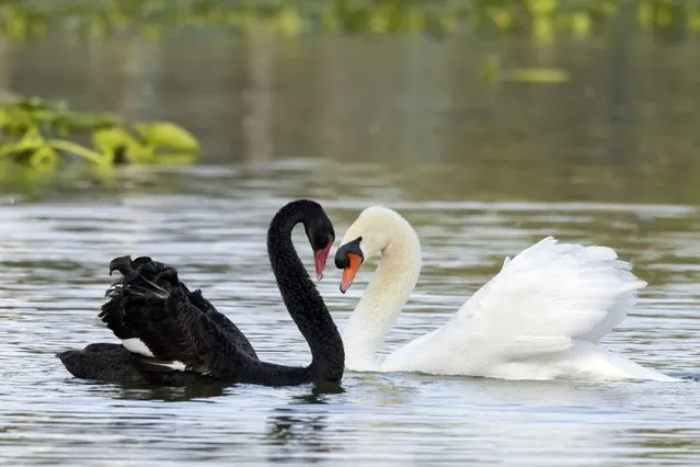 Yin and yang swans were spotted flirting with each other in Lakeland, Florida in the first decade of April 2024. Swans once disappeared from Lakeland in 1954, the last one falling victim to an alligator attack. To bring the birds back to the place, a pair of White Mute swans were shipped from England and released in Lake Morton in 1957. Descendants of that pair continue to grace the city's many lakes. (Photo by Media Drum Images)