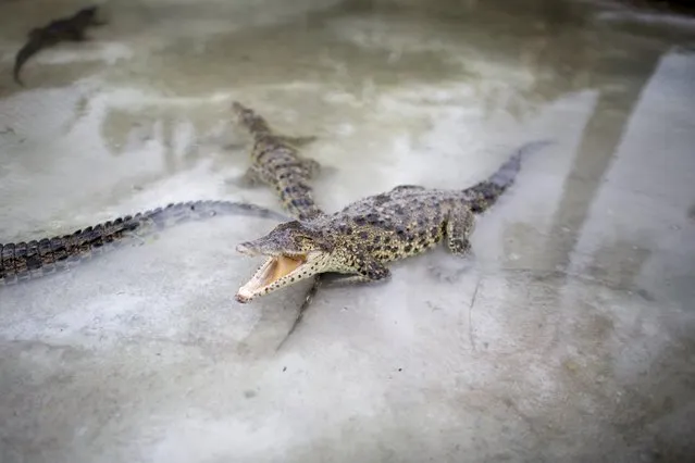 Baby Cuban crocodiles (Crocodylus rhombifer) which just arrived from Havana Natioanl Zoo lie in an enclosure at Zapata Swamp National Park, June 4, 2015. Ten baby crocodiles have been delivered to a Cuban hatchery in hopes of strengthening the species and extending the bloodlines of a pair of Cuban crocodiles that former President Fidel Castro had given to a Soviet cosmonaut as a gift in the 1970s. Picture taken June 4, 2015. REUTERS/Alexandre Meneghini 
