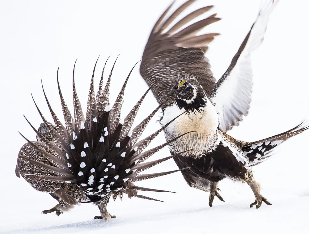 2019 Audubon Photography Awards Winners