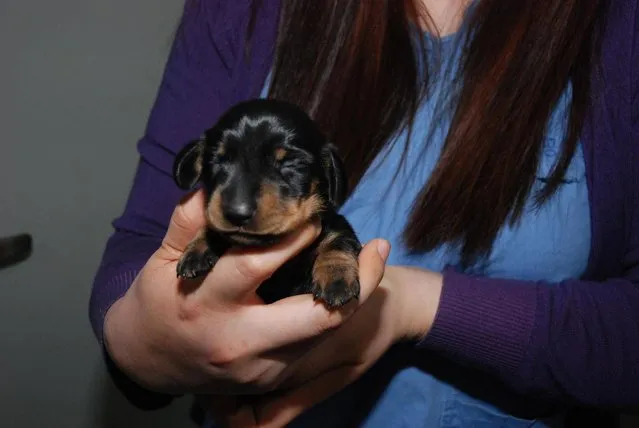 Undated handout photo issued by Channel 4 of Britain's first cloned dog a dachshund called mini Winnie. Britain's first cloned dog has been born after a £60,000 test tube procedure, a television programme will reveal. The tiny dachshund puppy, weighing just over 1lb (454g), was born in Seoul, South Korea, at the end of last month following a competition advertised in the UK offering the procedure free of charge. (Photo by Channel 4/PA Wire)