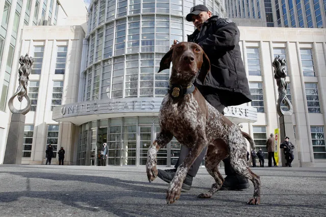 A uniformed United States Marshal and dog patrol in front of the Brooklyn Federal Courthouse in Brooklyn, New York, U.S., February 2, 2017. (Photo by Brendan McDermid/Reuters)
