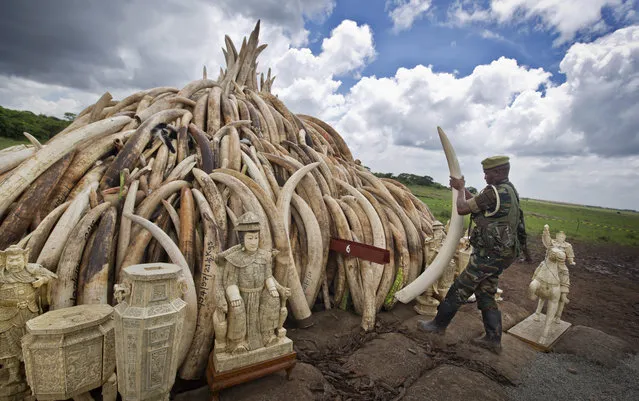 A ranger from the Kenya Wildlife Service (KWS) adjusts the positioning of tusks on one of around a dozen pyres of ivory, in Nairobi National Park, Kenya Thursday, April 28, 2016. (Photo by Ben Curtis/AP Photo)