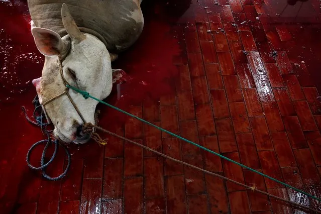 The head of a cow is pictured after an animal was sacrificed during the Muslim holiday of Eid Al-Adha outside a mosque in Jakarta, Indonesia, August 11, 2019. (Photo by Willy Kurniawan/Reuters)