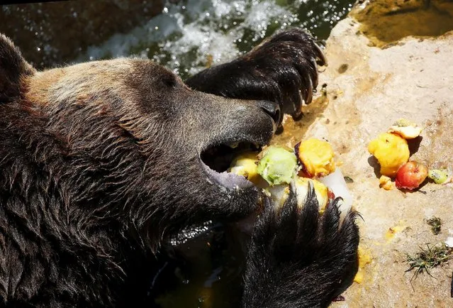 A brown bear eats fruits during a hot day at Biopark Zoo in Rome, Italy, July 2, 2015. (Photo by Alessandro Bianchi/Reuters)
