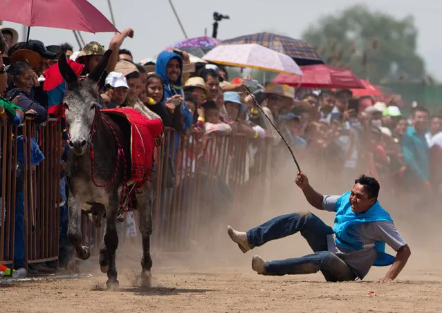 In this May 1, 2016 photo, a competitor falls from his donkey during a preliminary race at the annual donkey festival in Otumba, Mexico state, Mexico. The small town just north of Mexico City gives the beasts of burden a chance every May Day to kick up their hooves. (Photo by Rebecca Blackwell/AP Photo)