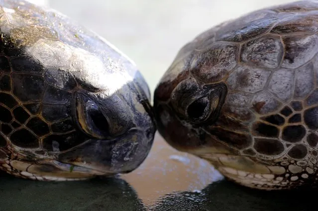 Two green sea turtles touch heads at the Israeli Sea Turtle Rescue Center, in Mikhmoret north of Tel Aviv, Israel September 23, 2019. (Photo by Amir Cohen/Reuters)