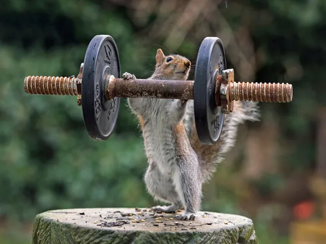 “Weightlifter”. (Photo by Max Ellis/Caters News)