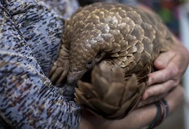 Nicci Wright, a wildlife rehabilitation expert and executive director of the African Pangolin Working Group in South Africa, holds a pangolin at a Wildlife Veterinary Hospital in Johannesburg, South Africa on Oct. 18, 2020. Iconic African wildlife such as elephants, big cats, rosewood trees, pangolins and marine turtles will be central to discussions of the World Wildlife Conference slated for Panama later in 2022. (Photo by Themba Hadebe/AP Photo/File)