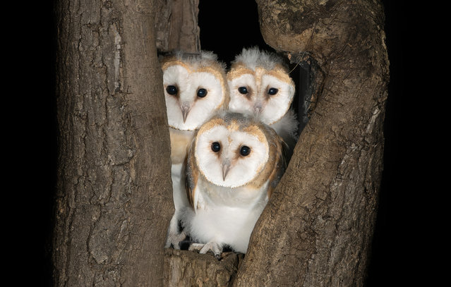 Three young barn owls huddle together in their nest near Carlby, Lincolnshire, UK on July 3, 2024. (Photo by David White/Picture Exclusive)