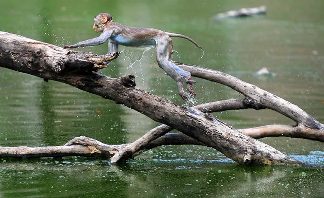 A monkey leaps along the branches of a tree in a pond on a hot day in Allahabad on May 19, 2017. (Photo by Sanjay Kanojia/AFP Photo)