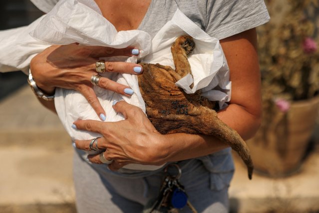 A woman holds an injured cat of Tzeni Stroubeli (not pictured), as a wildfire burns in Rapentosa, Greece, on August 12, 2024. (Photo by Stelios Misinas/Reuters)