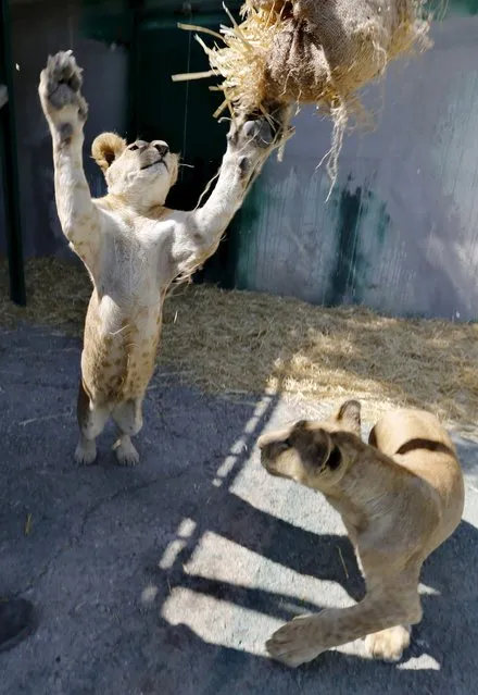 Seven-month-old African lion cubs, Mona and Alex, play inside their enclosure after their arrival in Amman, Jordan, July 23, 2015. (Photo by Muhammad Hamed/Reuters)