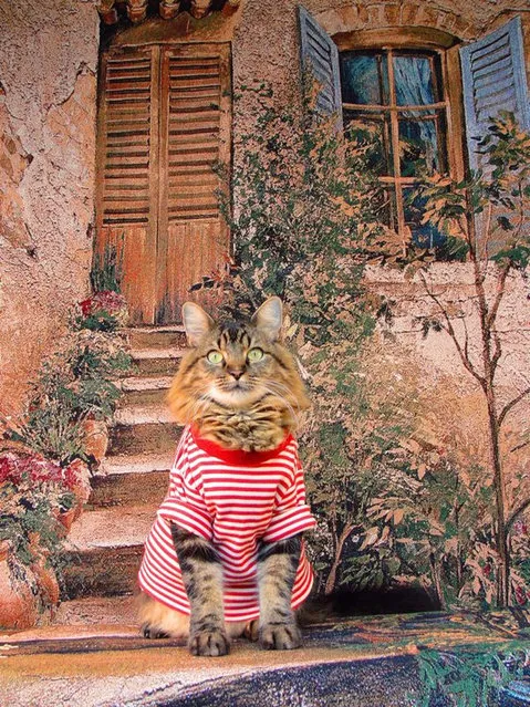 A Cat As Model By Joann Biondi