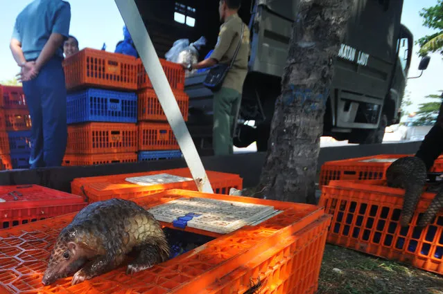 This picture taken on June 13, 2017 shows a live pangolin among crates of containing the threatened animal seized by authorities in an anti- smuggling raid in Belawan, North Sumatra Indonesian authorities have seized hundreds of critically endangered pangolins and scales in a haul worth 190,000 USD after uncovering a major smuggling operation, an official said on June 14. (Photo by Gatha Ginting/AFP Photo)