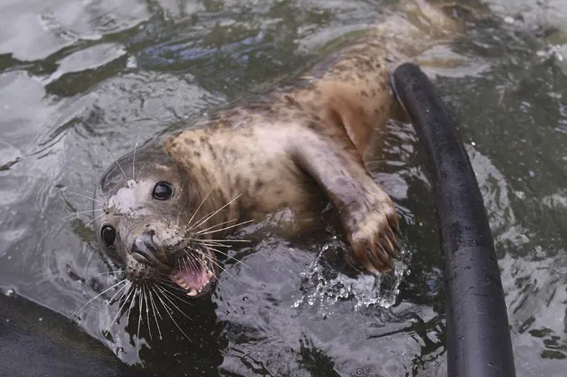 A Common seal named Groot plays with a worker prior to his release at Seal Rescue Ireland wildlife sanctuary where two rescued and rehabilitated seals are released back into the sea after months of care in Wexford, Ireland, June 12, 2016. (Photo by Clodagh Kilcoyne/Reuters)