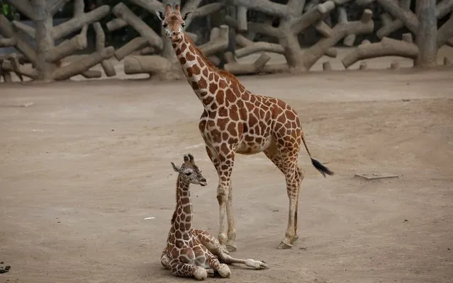 A two-month-old giraffe sits in her enclosure at the Chapultepec Zoo in Mexico City, Sunday, December 29, 2019. The Mexico City zoo is celebrating its second baby giraffe of the year. The female giraffe was unveiled this week after a mandatory quarantine period following her Oct. 23 birth. She will be named via a public vote. (Photo by Ginnette Riquelme/AP Photo)