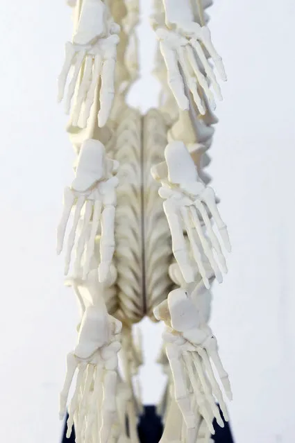 3D Prints The Wheel Of Llife Skeletal By Monika Horcicova