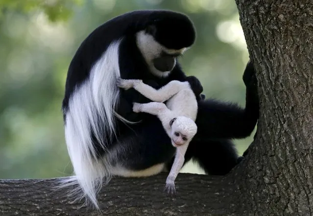 A guereza monkey (Colobus Guereza) holds a newborn baby at Prague Zoo, Czech Republic, August 7, 2015. The guereza monkey baby was born on July 31, according to the zoo. (Photo by David W. Cerny/Reuters)