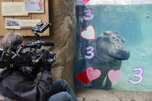 Fiona, a Nile Hippopotamus, plays near a journalist after eating her specialty birthday cake to celebrate turning three-years old this Friday, in her enclosure at the Cincinnati Zoo & Botanical Garden, Thursday, January 23, 2020, in Cincinnati. (Photo by John Minchillo/AP Photo)