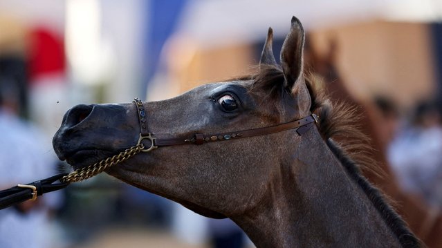 An Arabian horse takes part in a horse beauty contest during the Sharqia Arabian Horses Festival in Sharqia Governorate, Egypt, on September 26, 2024. (Photo by Mohamed Abd El Ghany/Reuters)