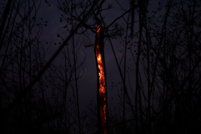 A tree on fire is seen during wildfires in Brasilia National Park, in Brasilia, Brazil on September 16, 2024. (Photo by Ueslei Marcelino/Reuters)