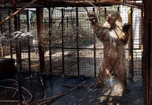In this photo taken on Sunday, July 30, 2017, a bear gets a water spray shower to beat the heat in a private Zoo in Basra, 340 miles (550 kilometers) southeast of Baghdad, Iraq. Iraq's weather service warned Thursday that temperatures will increase next week in most parts of the country, with the highs expected to reach 51 degrees Celsius, or about 124 degrees Fahrenheit, adding to the daily woes of Iraqi citizens already facing a deteriorated security situation and lack of public services. (Photo by Nabil al-Jurani/AP Photo)