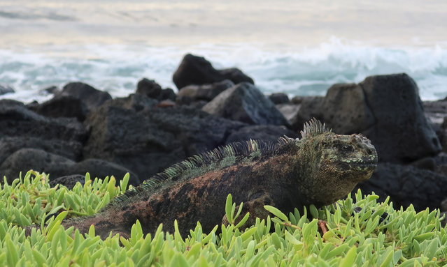 A marine iguana pictured on Santa Cruz Island, Ecuador 08 February 2022 (Issued 01 March 2022). The marine reptile is endemic to the Galap​agos Islands and found only on these islands. (Photo by Daniela Brik/EPA/EFE)