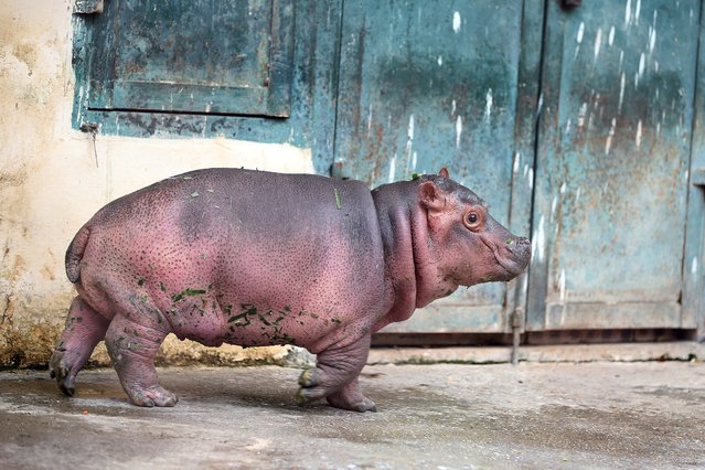 A three-month-old baby hippo walks at the Hanoi Zoo in Hanoi, Vietnam, 29 October 2024. According to Nguyen Cong Nghiep, Deputy General Director of Hanoi Zoo Company, the mother hippo was pregnant before being transferred from Dai Nam Zoo in 2023. The baby hippo was born on 23 July 2024, and this was the first time a hippo gave birth at the Hanoi Zoo. “The birth of the hippo took place naturally underwater, without the intervention of the zoo staff”, Nghiep said. The baby hippo is still unnamed and supposed to have one in a naming contest in the near future. (Photo by Luong Thai Linh/EPA/EFE)