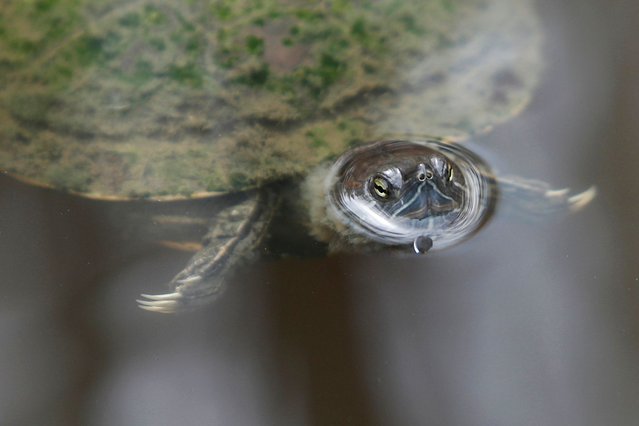 View of a Dominican hicotea turtle (trachemys stejnegeri vicina) at the Professor Eugenio de Jesus Marcano F. Botanical Garden in Santiago de los Caballeros, Dominican Republic, 28 October 2024. The garden spans over 650,000 square meters dedicated to conservation and environmental education. Its first phase was inaugurated on 23 April 2018, and to this day it continues in constant development. In the first bird inventory carried out in 2017, 23 species were identified. In the most recent one, up to 72 species have been documented, of which up to eight are migratory. (Photo by Diana Sanchez/EPA/EFE)