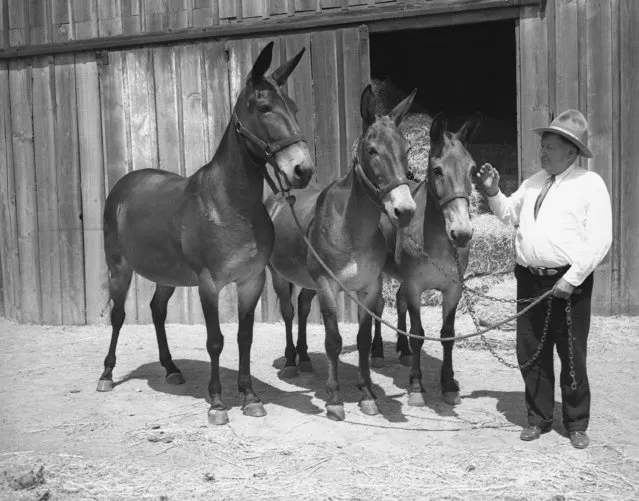 Walter Scott “Death Valley Scotty”, who shopped all over the state of California for five weeks and spent $4,500 for 15 mules, is with Barnum, his saddle mule, and two of his pack animals in Los Angeles on July 15, 1936. The other twelve mules are scattered throughout the state and will not be assembled until Scotty leaves for the desert. (Photo by Ira W. Guldner/AP Photo)