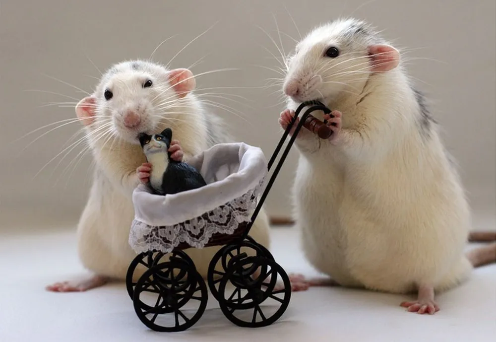 Rats by Ellen van Deelen