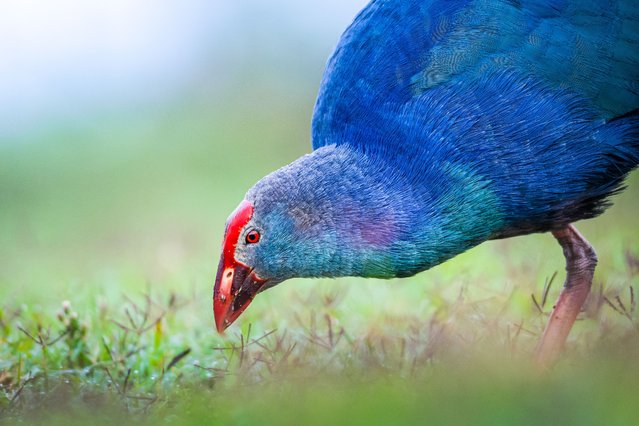 The western swamphen, attracting attention with its blue-toned colors, emerges from the reeds in the early hours of the day and feeds in the meadows of the Kizilirmak Delta, which is home to 300 different bird species in Samsun, Turkiye on November 04, 2024. (Photo by Alper Tuydes/Anadolu via Getty Images)