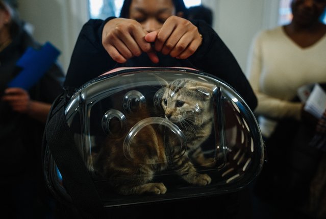 An adopter carries their kitten in a pet carrier at the new shelter of the French Society for the Protection of Animals (SPA) in Gennevilliers, in the northern outskirts of Paris, on November 7, 2024. With its 17,000m² of land, including 2,000m² of buildings, the new site is three times larger than the old one – located just over a kilometer away – from which the animals were transferred to the new buildings at the end of October. (Photo by Dimitar Dilkoff/AFP Photo)