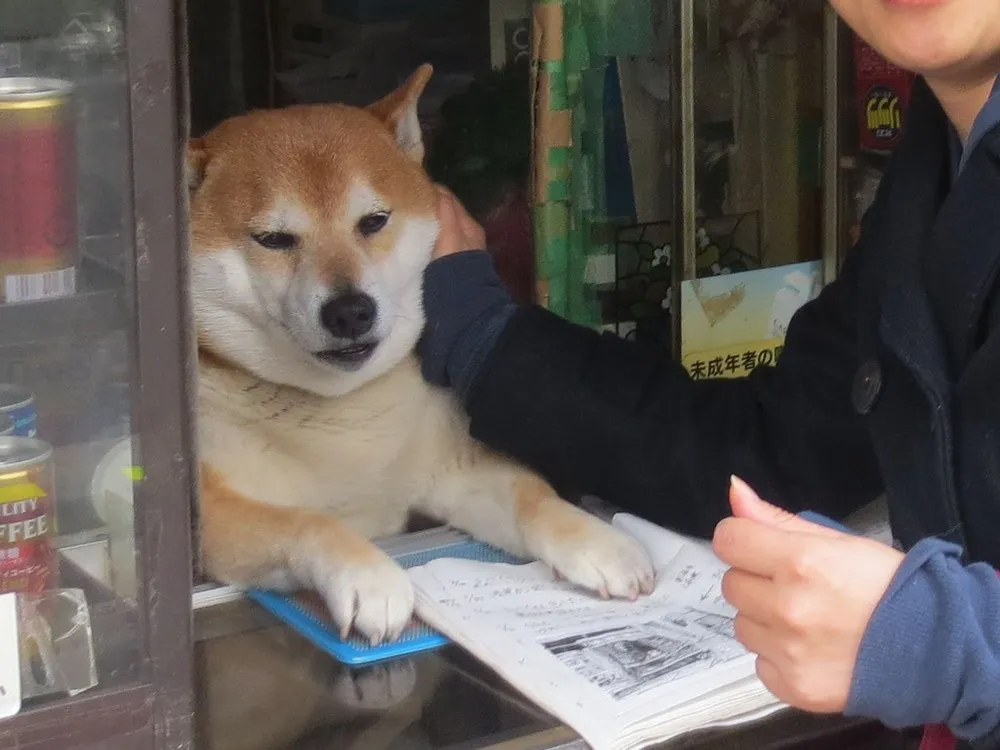 Dog Shopkeeper In MusashiKoganei,Tokyo