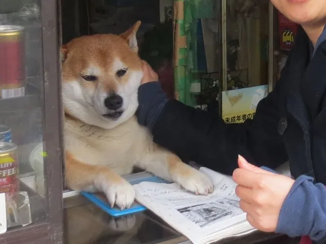 Dog Shopkeeper  In Musashi-Koganei,Tokyo 