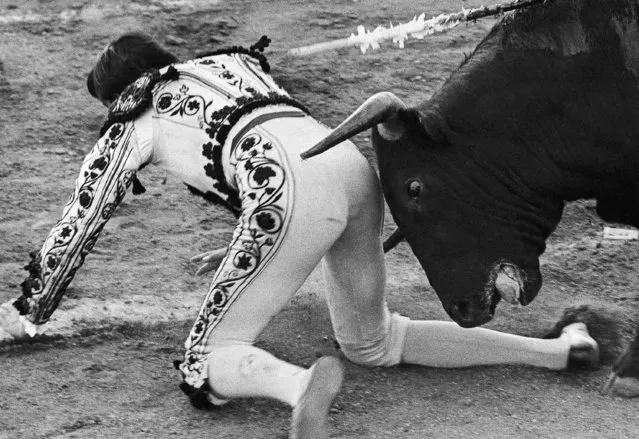 Spanish apprentice bullfighter Francisco “Paco” Nunez, on his hands and knees, is attacked by bull during his performance in the bullring in Guadarrama, Spain, August 23, 1972. He was unhurt. (Photo by F. Botan/AP Photo)
