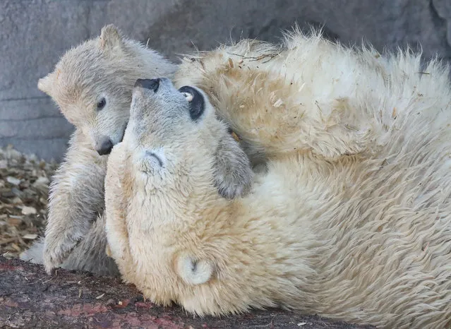 Milana the polar bear cub plays with its mother in their enclosure at the city’s zoo in Hanover, Germany on March 24, 2020. (Photo by Action Press/Rex Features/Shutterstock)