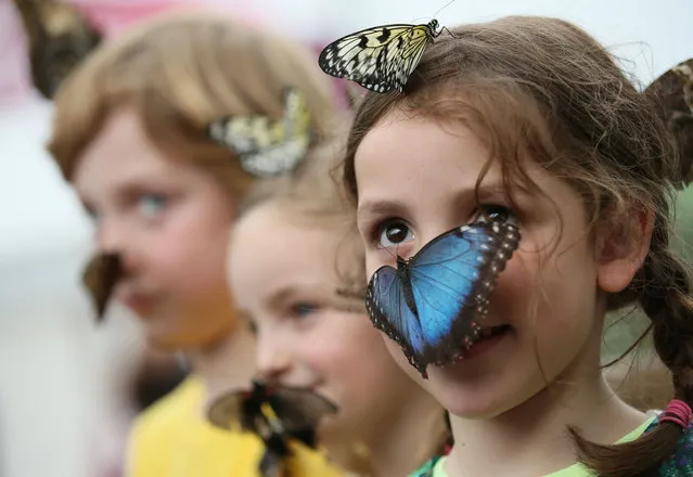 Isla Roberts looks at photographers as a large blue Morpho butterfly lands on her face, as she and other children take part in a media call for a new exhibition on tropical butterflies in a temporary venue outside the Natural History Museum Monday, March, 31, 2014. (Photo by Alastair Grant/AP Photo)