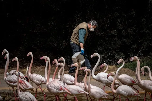 A worker feeds pink flamencos at the Botanic Zoo of Jerez de la Frontera, Cadiz, Andalusia, southern of Spain, 19 April 2020, du​ring the enclosure due to the coronavirus pandemic. (Photo by Roman Rios/EPA/EFE)