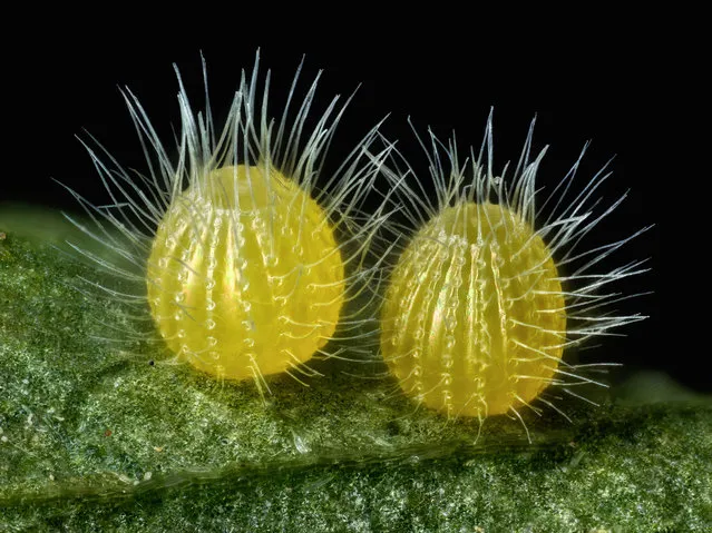 14th place was awarded to a shot of common Mestra butterfly eggs, laid on a leaf, magnified 7.5x. (Photo by David Millard/2017 Nikon Small World Photomicrography Competition)