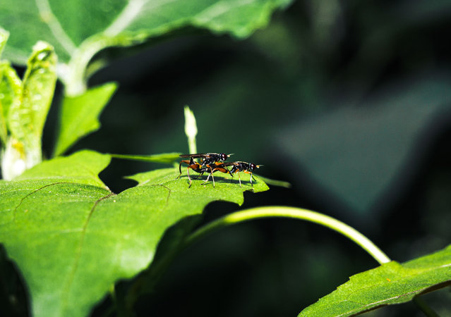 The Megamerinidae is a family of small flies (Diptera), characterized by their slender, medium-sized bodies and long abdomens. Two Megamerinidae flies were observed mating on a leaf in Tehatta, West Bengal, India, on December 31, 2024. They were occasionally seen flying around while in a mating state. (Photo by Soumyabrata Roy/NurPhoto/Rex Features/Shutterstock)
