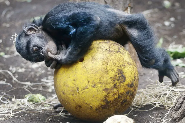 A chimpanzee cub practices on a ball on the day of the opening of the Rio 2016 Olympics at the zoo in Frankfurt, Germany, Friday, August 5, 2016. (Photo by Michael Probst/AP Photo)