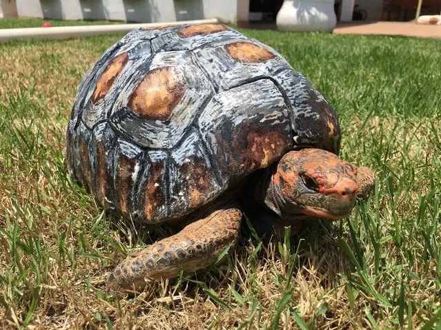 Freddy, a tortoise that was found in 2015 with a shell that had been badly burned in a fire, got a second chance when a Brazilian group called the Animal Avengers made her a new 3D printed-custom shell. (Photo by Courtesy Animal Avengers)