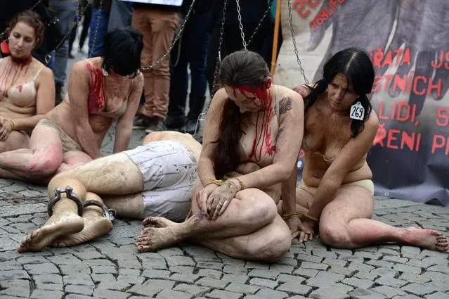 Animal rights activists from Czech section of 269Life movement perform a public protest action against maltreatment of animals at large farms in Prague, Czech Republic, Friday, September 26, 2014. The movement, 269Life, was launched with a public branding in Tel Aviv two years ago. The group's name is derived from a number branded on a calf that activists encountered at an Israeli dairy farm in 2012. (Photo by Roman Vondrous/AP Photo/CTK)