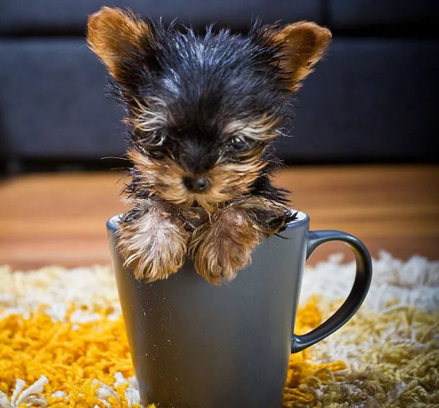 Terrier Meysi is the World’s Smallest Dog