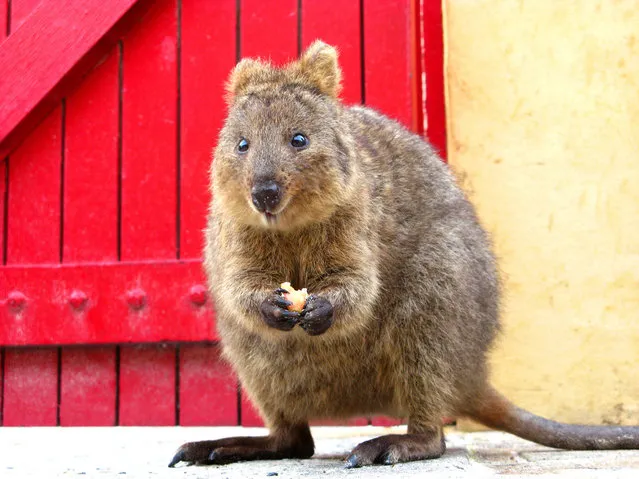 Quokka The Happiest Animal in the World