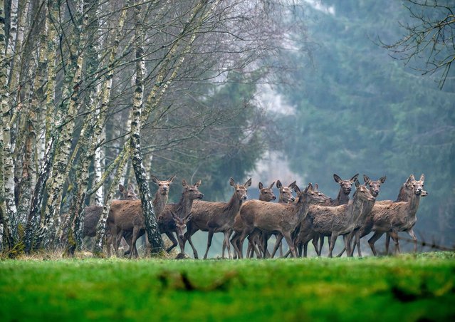 Deer come out of a birch grove in a forest of the Taunus region near Frankfurt, Germany, Tuesday, March 25, 2025. (Photo by Michael Probst/AP Photo)